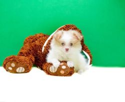 Teacup Pomeranian puppies for adoption