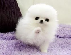 2 Pomeranian for sale male and female