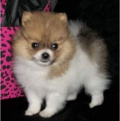 Little Paris Precious Black Pomeranian Puppy