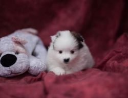 Quincey - Pomeranian Puppy for Sale