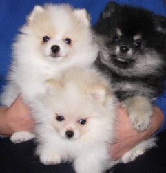 Lovable Pomeranian puppies Available ,
