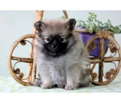 Gorgeous and Adorable Pomeranian Puppies