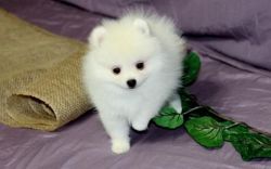 Cute Pomeranian Puppies For Sale. xxx-xxx-xxxx