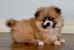mela and female pom puppy for sale
