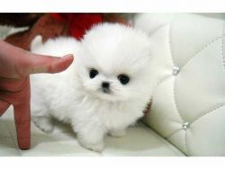 Well Trained Gorgeous Pomeranian Puppies Available