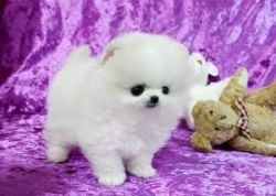 Priceless White Pomeranian Puppies
