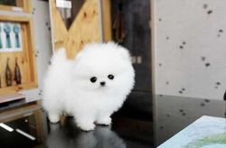 cream/white toy Pomeranian