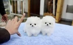 Purebred Pomeranian Puppies.