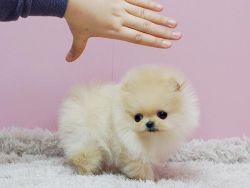 Awesome T-Cup Pomeranian Puppies