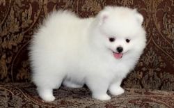 Top Quality Pomeranian Puppies Available Now