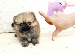 Affordable Teacup Pom puppies Ready