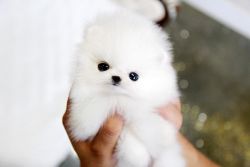 Super cute Pomeranian Puppies Available