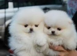 Adorable Male And Female Pomeranian Puppies