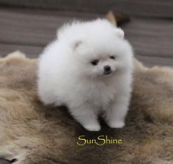 Beautifull Pomeranian Puppies