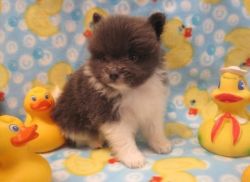 Teacup pomeranian puppies available for adoption.