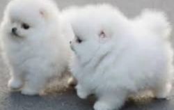 Healthy Pomeranian Puppies Available