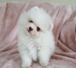 Cute Pomeranian Puppies for Re-homing