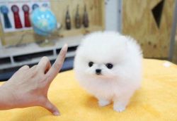 Ajgbv Pomeranian Puppies For Sale