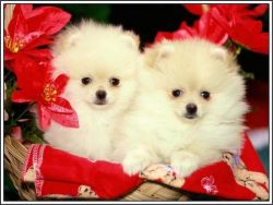 These little Pom pups are so precious!
