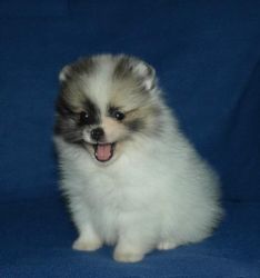 High Quality Pomeranian Puppies For Sale