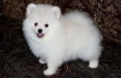 White Pomeranian Puppies For Adoption
