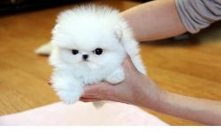 White Pomeranian Puppies For Sale.
