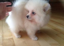 Charming Pom Puppies Available