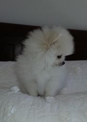 Pomeranian puppies for good home