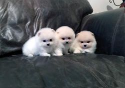 Beautiful charming husky puppies for adoption