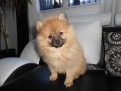 Adorable Pomeranian puppy boy for good home