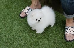 Ice White Pomeranian Pups Available