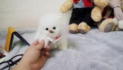 Toy-size Teacup Pom Puppies For Sale- xxx-xxx-xxxx