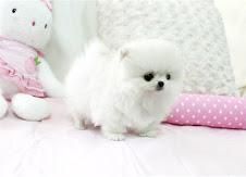Sweet Micro Pomeranian