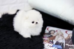 Teacup Pomeranian Puppies- xxx-xxx-xxxx