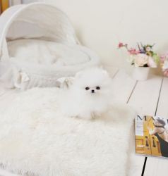 Cute Tiny Tcup Pomeranian Pups- xxx-xxx-xxxx