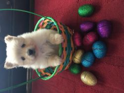 Easter Akc Toy Pomeranian Puppies