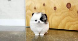 Sweet Pomeranian Puppies available for you