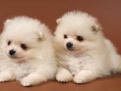 cute pomeranian pups up for adoption