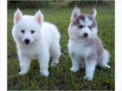 cute pomeranian pupps up for sale