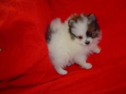 Male And Female Pomeranian Puppies
