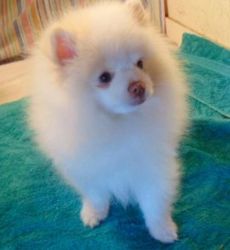 Male And Female Pomeranian Puppies Available