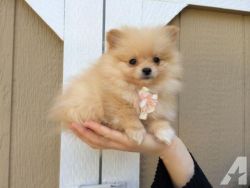 Jovial Teacup Pomeranian Pups Available