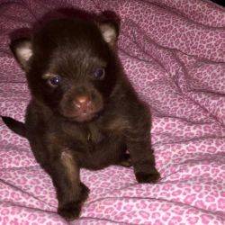 Adorable tiny chocolate Pomeranian