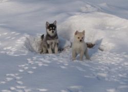 Pomsky Puppies Need Rehoming