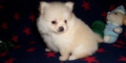 Tea Cup Pomeranian Puppies For Sale$500