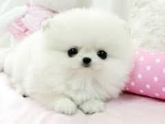 cute Pomeranian Puppies for Sale