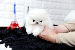 Loving Tiny Tcup Pom Pups Available- xxx-xxx-xxxx