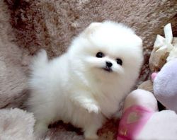 Outstanding Pomeranian Puppies..(xxx) xxx-xxx1