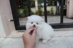 Nice Pomeranian Puppies Available (xxx) xxx-xxx1.
