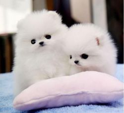 Awesome T-cup Pomeranian Puppies (xxx) xxx-xxx1.